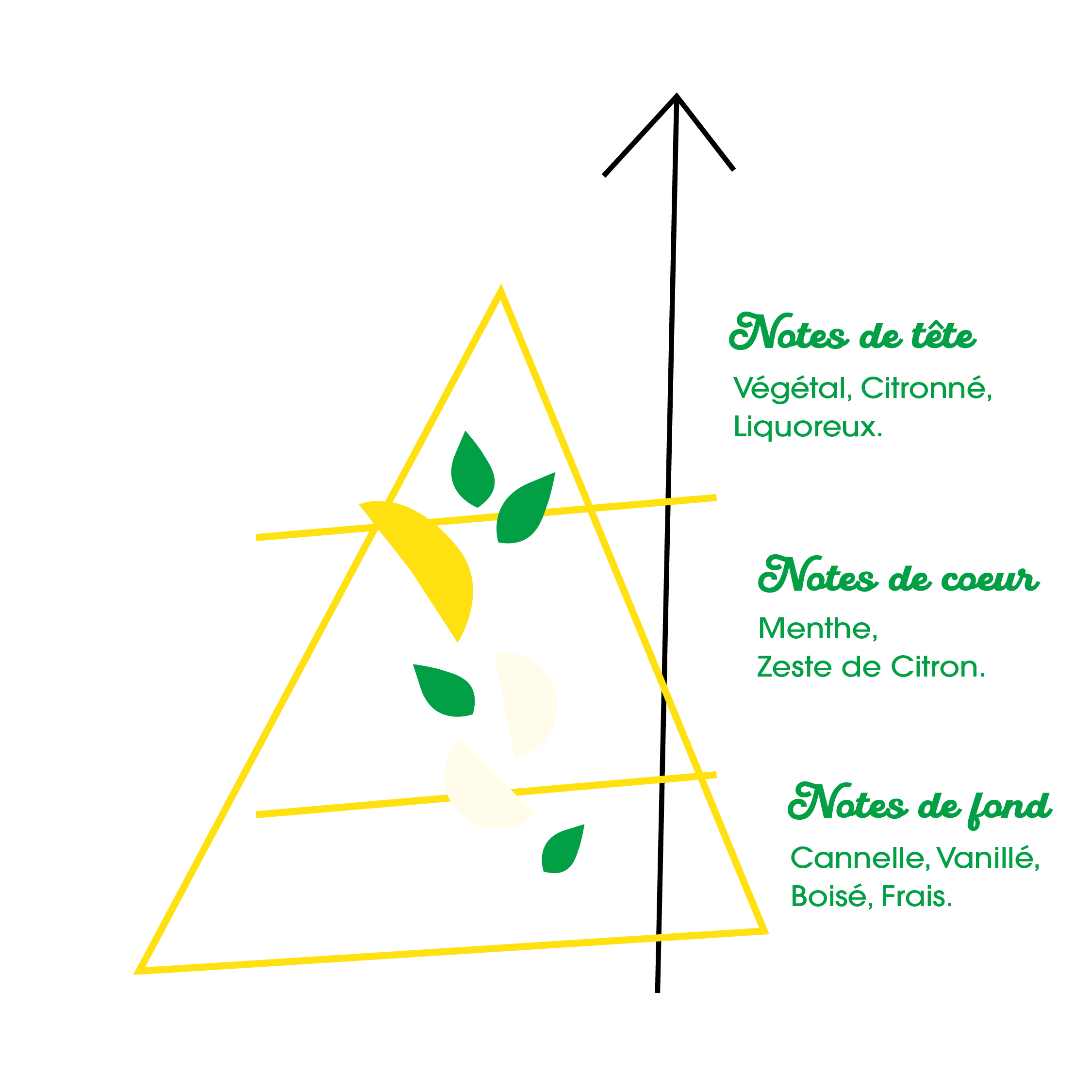 Pyramide Olfactive Cuban Mambo_1.png