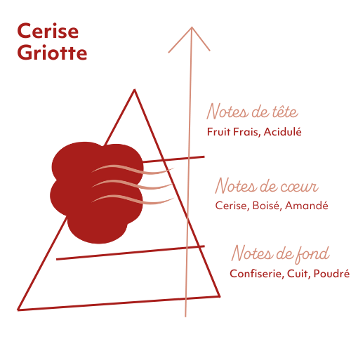 Pyramide Olfactive Souffle Frais.png