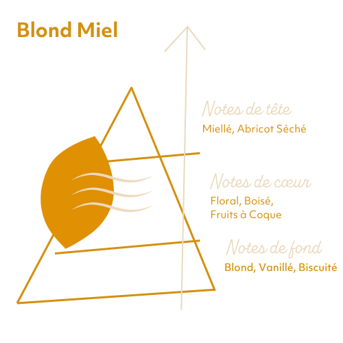 pyramide-olfactive-blond-miel